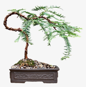 #real #nature #miniature #bonsai #tree - Bonsai, HD Png Download, Free Download
