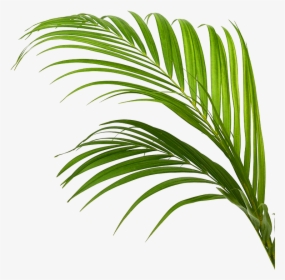 Palm Frond Png, Transparent Png, Free Download