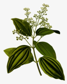 Cinnamomum Zeylanicum Botanical Illustration, HD Png Download, Free Download