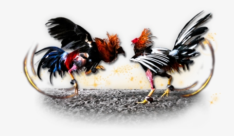 Gamecock Chicken Cockfight Gambling - Cockfighting Png, Transparent Png, Free Download