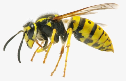 Wasp Transparent Background Png - Types Of Wasps, Png Download, Free Download