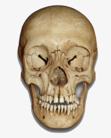 Skull Png - Human Head Skull Free, Transparent Png, Free Download