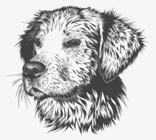 Golden Retriever Head Drawing, HD Png Download, Free Download