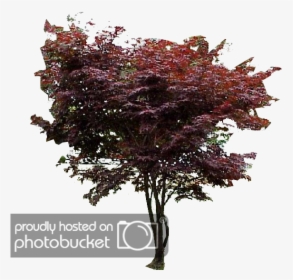 Japanese Maple Png - Red Bud, Transparent Png, Free Download