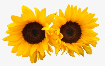 Sun Flowers Png Image - Transparent Bright Flowers, Png Download, Free Download