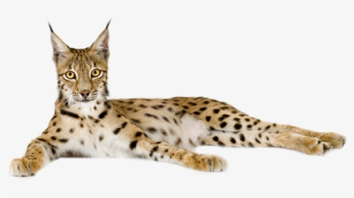 Lynx Png - Png Transparent Background Lynx Png, Png Download, Free Download