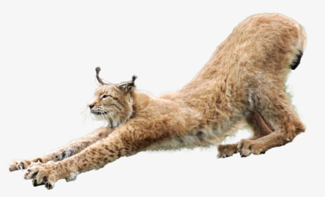 Lynx Png, Transparent Png, Free Download