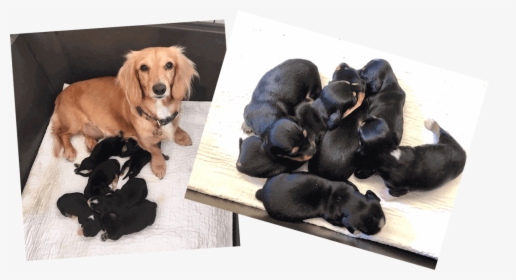 Miniature Dachshund Puppies - Dachshund, HD Png Download, Free Download