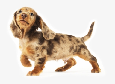 Dachshunds Are Playful By Nature - Dachshunds Png, Transparent Png, Free Download