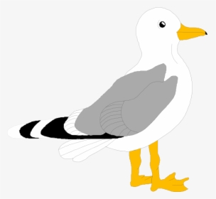 Free Clipart Seagull, HD Png Download, Free Download