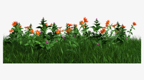 Flower Plants Png - Grass With Flowers Png, Transparent Png, Free Download