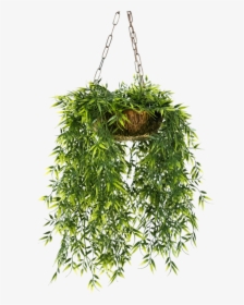 Transparent Plants Png - Hanging Potted Plant Png, Png Download, Free Download