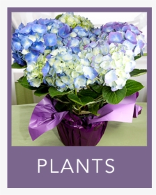 Plants - Bouquet, HD Png Download, Free Download