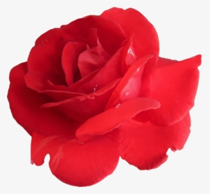 Plant,flower,china Rose - Transparent Background Rose Flower Icon Png, Png Download, Free Download