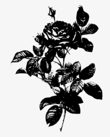 Grayscale Rose Vector Image - Botanical Illustration Rose, HD Png Download, Free Download