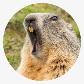 Groundhog Yawning, HD Png Download, Free Download