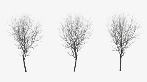 Tree Winter Png - Tree Winter Png Black, Transparent Png, Free Download