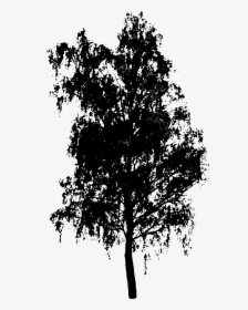 How To Draw A Birch Tree, Stencils - Tree Silhouettes Without Background, HD Png Download, Free Download