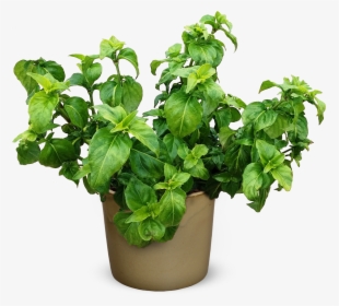 Potted Plant Png , Png Download - Herb Plant Png, Transparent Png, Free Download