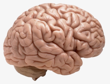 Brain Png - Does A Brain Look Like, Transparent Png, Free Download