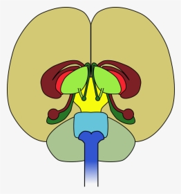Brain Frontal View Cortex, HD Png Download, Free Download
