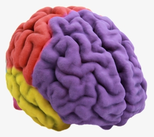 Human Brain 3d Printing Anatomy - Brain 3d Png, Transparent Png, Free Download