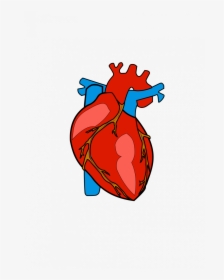 Body Heart Clipart - Transparent Background Human Heart Clipart, HD Png Download, Free Download