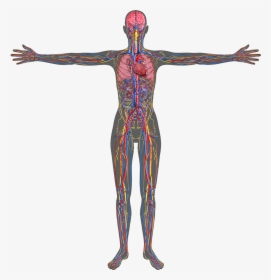 Human Body Science Transparent, HD Png Download, Free Download