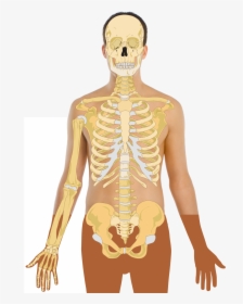 Skeleton With Lungs Stomach , Png Download - Human With Skeleton, Transparent Png, Free Download