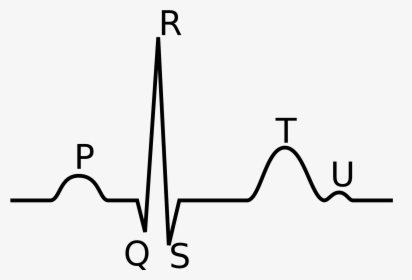 Parts Of The Heartbeat Cycle, HD Png Download, Free Download