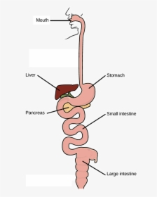 Starts At Mouth, Which Connects To Stomach - Simple Digestive System Cartoon, HD Png Download, Free Download