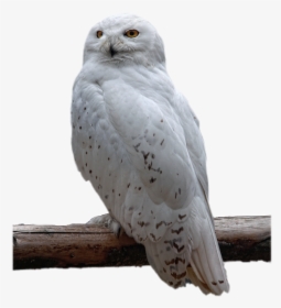 Transparent Background White Owl Png, Png Download, Free Download