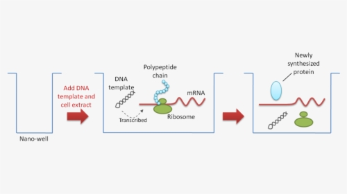 Figure 4 Nano Well - Protein Array, HD Png Download, Free Download