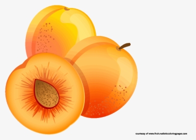 Transparent Orange Fruit Clipart - Sliced Apricot Clip Art, HD Png Download, Free Download