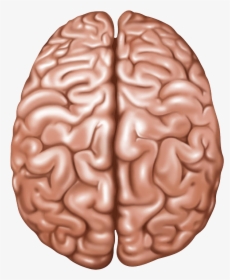 Brain Png - Lobes Of The Brain Top View, Transparent Png, Free Download