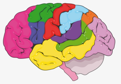 Cerveau Zones Fonctionnelles - Nervous System, HD Png Download, Free Download
