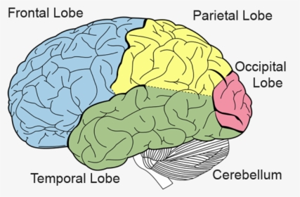 Brain Parts - Brain Lobes, HD Png Download, Free Download