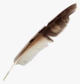 Peacock Feather Pen - Transparent Background Quill Png, Png Download, Free Download