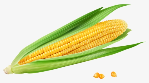 Corn On The Cob Maize Euclidean Vector Vecteur - Corn Cob Png, Transparent Png, Free Download