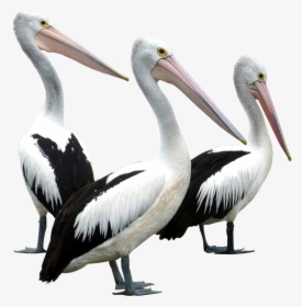 Pelicans Birds Png Image - Pelican Bird Png, Transparent Png, Free Download