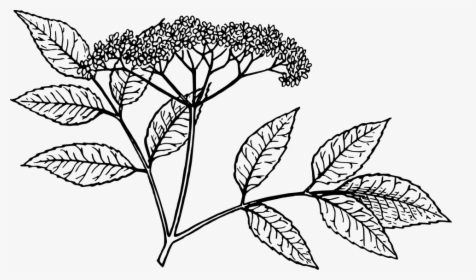Elderberry Tree Clipart Images - Red Elderberry Drawing, HD Png Download, Free Download