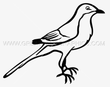 Transparent Texas Symbols Clipart - Northern Mockingbird Easy Drawing, HD Png Download, Free Download