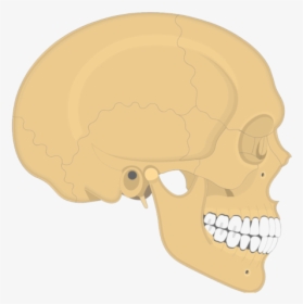 Skull Sutures - Lateral View - Sutures Of Skull Sphenofrontal, HD Png Download, Free Download