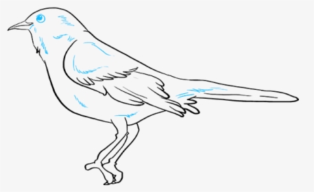 How To Draw Mockingbird - Scrub Jay, HD Png Download, Free Download