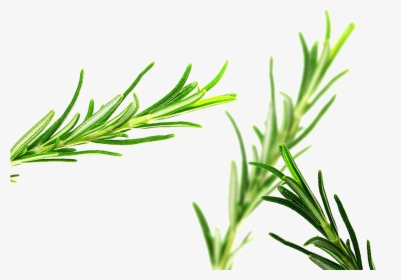 Rosemary Png Pic - Para Que Sirve La Romero, Transparent Png, Free Download
