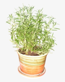Rosemary Plant Png Transparent, Png Download, Free Download