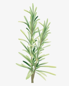 Spices And Herbs - Rosemary Clipart, HD Png Download, Free Download