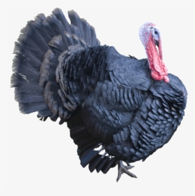 Turkey Background Bird Transparent - Turkeys Png, Png Download, Free Download