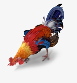 Rooster Transparent - Turkey, HD Png Download, Free Download