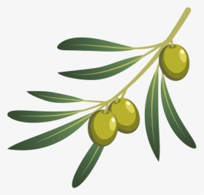 Olive Oil Olive Branch - Olives Branch Png, Transparent Png, Free Download